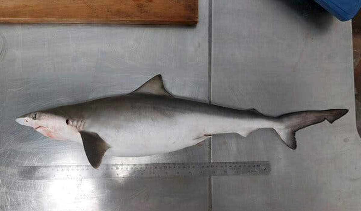 Sri Lankan Drug Busts Now Include Sharks—Ocean's Latest Drug Lords!